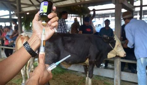 Tak Perlu Panik Ini Cara Mencegah Penyakit Mulut Dan Kuku Pada Hewan