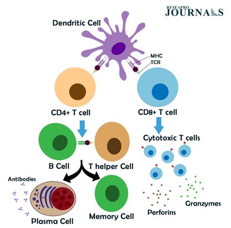 Dendritic cells: Guiding T cells to fight foreign threats