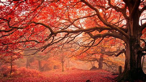 Autumn Red Tree Wallpaper