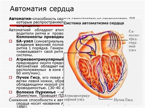 ФИЗИОЛОГИЯ СЕРДЕЧНО-СОСУДИСТОЙ СИСТЕМЫ Лекция 1 Общая характеристика ...