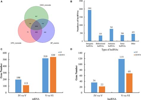 Frontiers Integrated Lncrna And Mrna Transcriptome Analyses In The