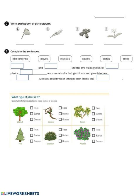 Classification of plants worksheet | Live Worksheets - Worksheets Library