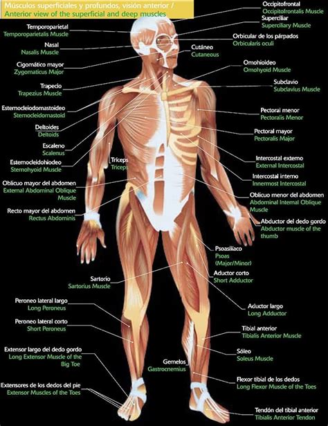 Terapias Naturales Músculos del Cuerpo Humano