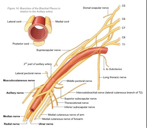 Ultrasound Guided Suprascapular Nerve Block - James Cook Regional ...