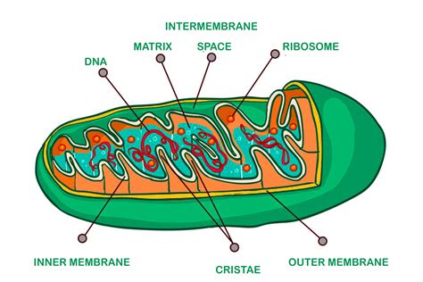 Plant Cell Mitochondria Function