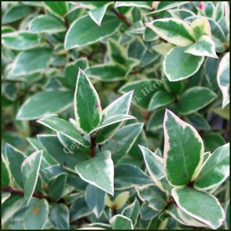 Buy Myrtle Variegated Myrtus Communis Variegata From Norfolk Herbs