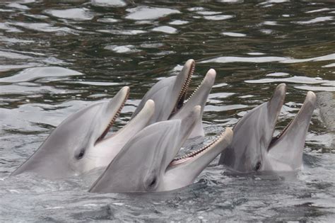 Meeresakrobaten Eigene Population In Delfinarien