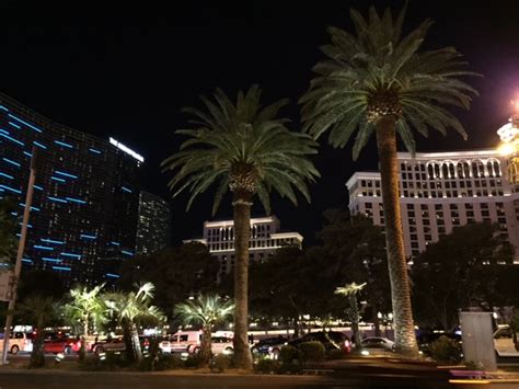 Vegas Palm Trees