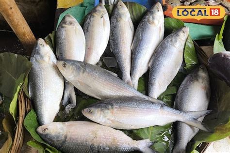 Hilsa Fish News ইলিশ আতঙ্ক বাঁকুড়ায় মাছ রাখতে ভয় ব্যবসায়ীদের কী