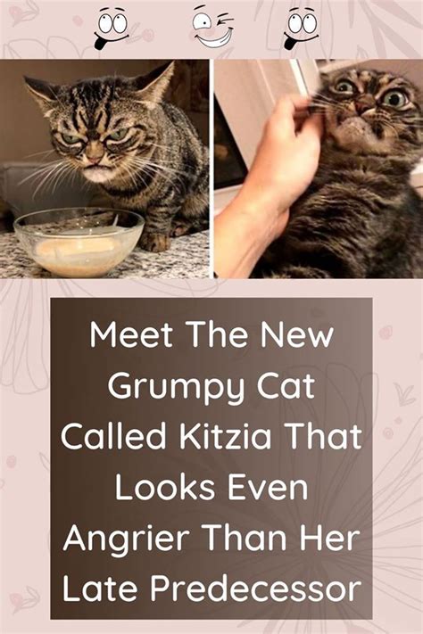 Meet The New Grumpy Cat Called Kitzia That Looks Even Angrier Than Her