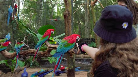 Parque Das Aves Secretaria Municipal De Turismo De Foz Do Igua U