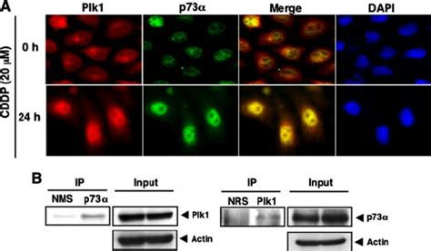 Interaction Between Plk And P In Cells A Nuclear Co Localization