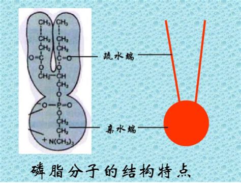 Dspe Peg Alkyne 炔基 聚乙二醇 二硬脂酰基磷脂酰乙醇胺 Udp糖丨mof丨金属有机框架丨聚集诱导发光丨荧光标记推荐西安齐岳生物