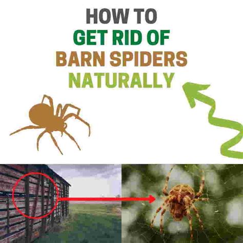 How To Get Rid Of Barn Spiders Natural Home Remedies Bugwiz