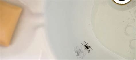 6 Common Bathroom Bugs To Watch Out For Pests In Your Bathroom