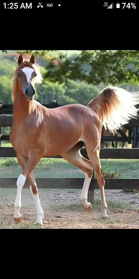 Pin by Jennifer Davis on Horse colors examples | Beautiful horses ...