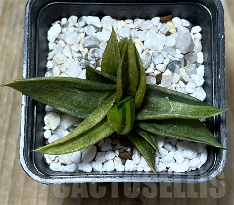 SHPR17894 Alworthia Black Gem Кактус онлайн