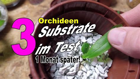 Der Gro E Orchideen Substrat Test Was Funktioniert Wirklich Youtube