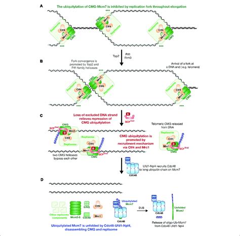 The Model Of Saccharomyces Cerevisiae Replisome Disassembly During