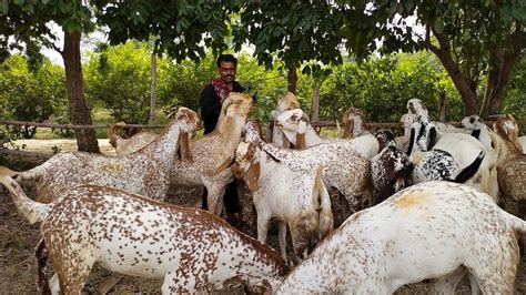 Makhi Chena Khasi Bakre Qurbani 2021 Bakra Eid Turkey Dumbe Lahore