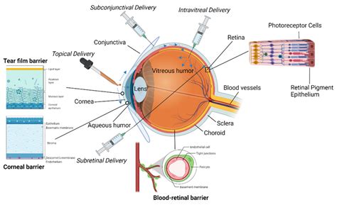 The Surface Of The Eye Encyclopedia Mdpi