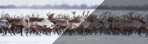 Оптический прицел MewLite 5-30x56 FFP IR | Купить с гарантией