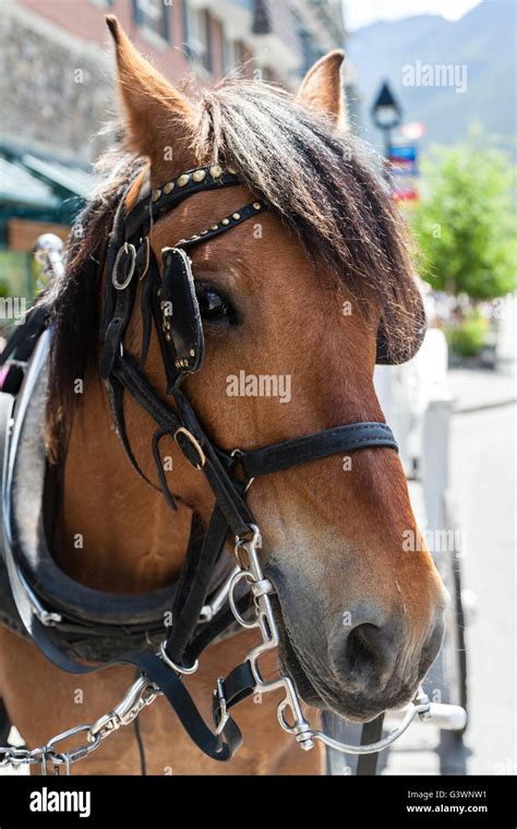 Closeup Of The Head Of A Horse On A Bridle Vertical Orientation Stock