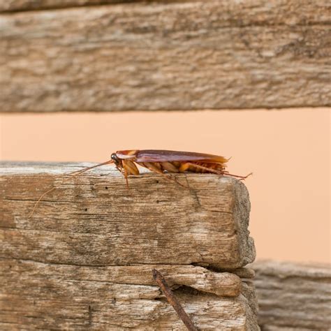 Pest ID - Wood Cockroach - Proactive Pest Control