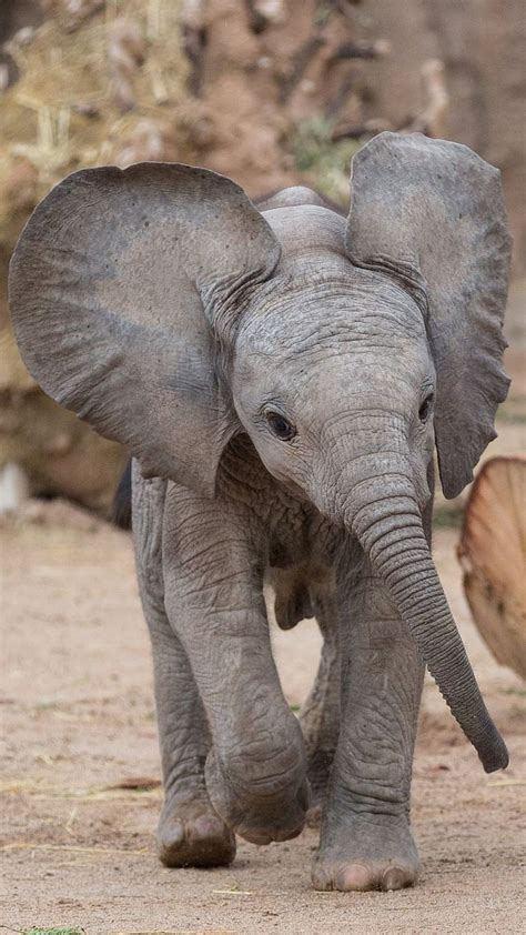 Baby Elephant Animal