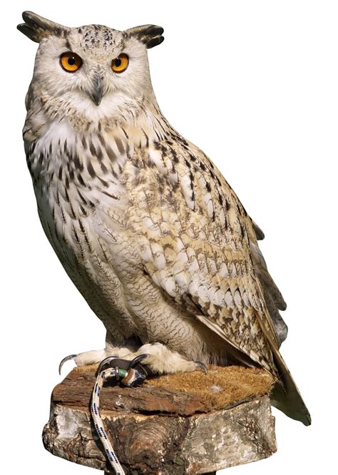 Owl Png Transparent Image Download Size 950x1336px