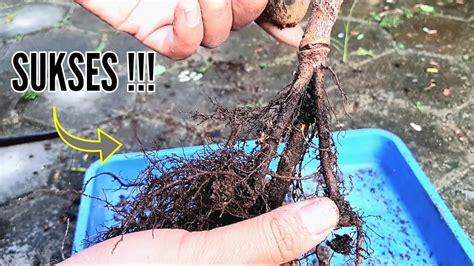 Cara Pecah Akar Bahan Bonsai Asam Jawa Program Akar Tahap Lanjut