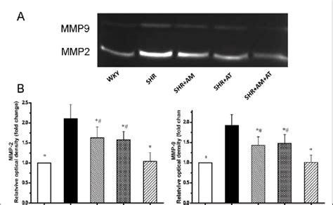 Effects Of Amlodipine Atorvastatin And Their Combination On The