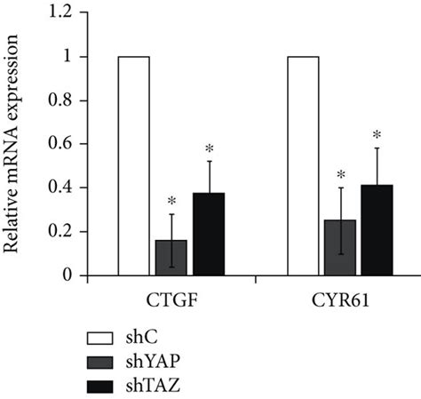 Knockdown Of Yap And Taz In The Lentiviral Transduced Ra Fls A B