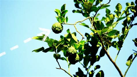 Bergamot supplements: Benefits, side effects, and dosage