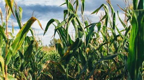 North Dakota Crop Progress And Condition For The Week Ending September