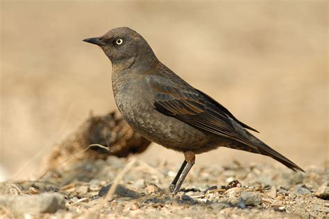 Female Rusty Blackbird Yukon Bird Club