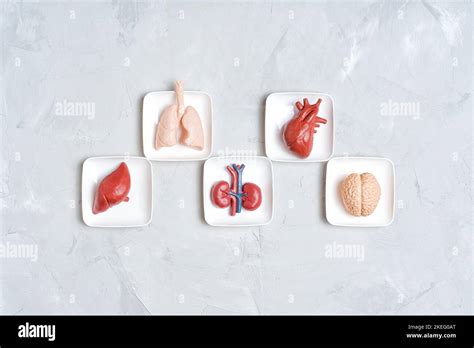 Donation And Transplantation Explanation Related Concept Toy Human