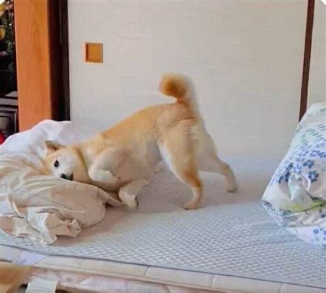 おばあちゃんの部屋に忍び込んだ犬が「楽しそうで止められない」特定の物にスリスリする気持ちを獣医師が解説（いぬのきもち Web Magazine