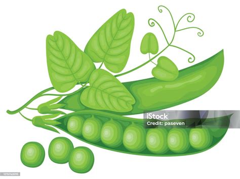 逼真的豆瓣和葉子向量圖形及更多捲鬚圖片 捲鬚 豌豆類 矢量圖 Istock