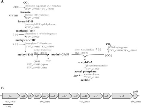 The Wood Ljungdahl Pathway In T Kivui The Encoding Genes Are