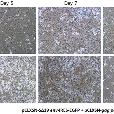 Impact Of Tmprss2 On Syncytia Formation Vero Cells And Vero Tmprss2 Download Scientific