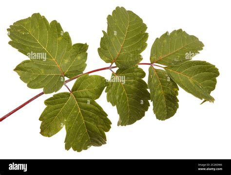 maple leaves isolated on white Stock Photo - Alamy