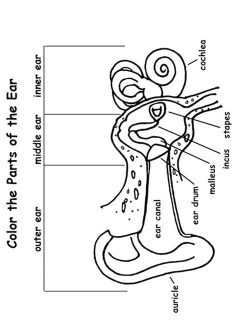 Anatomy Of The Ear Coloring