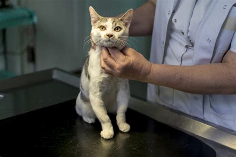 Prazosin for Cats | Great Pet Care