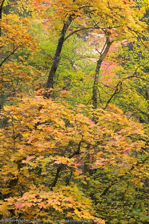 West Fork Of Oak Creek Trail Sedona Arizona Photos By Ron Niebrugge