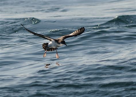 Manx Shearwater - BirdWatch Ireland