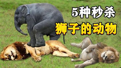 5种轻松秒杀狮子的动物：大象第1无悬念，那东北虎呢？ Youtube