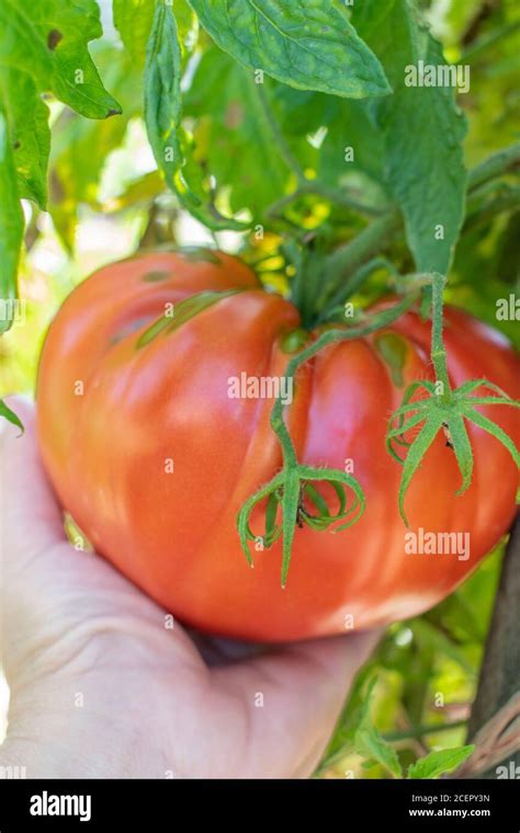 Heirloom Tomato Beefsteak In Hand In The Garden Beef Tomato Fruit