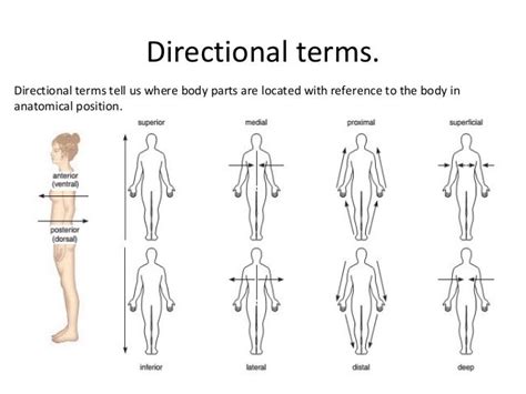 Body Directions Regions Planes