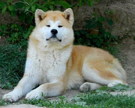 Akita Inu Cuccioli Cani Taglia Grande Akita Inu Piccoli